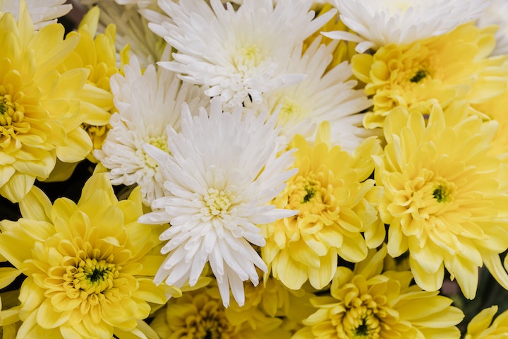 double ninth festival chung yeung chrysanthemum