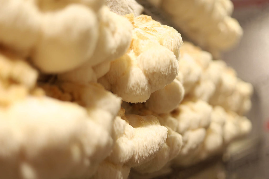 lion's mane mushroom traditional chinese medicine